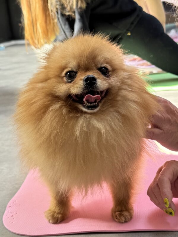 Štěňátko pomeraniána na lekci jógy