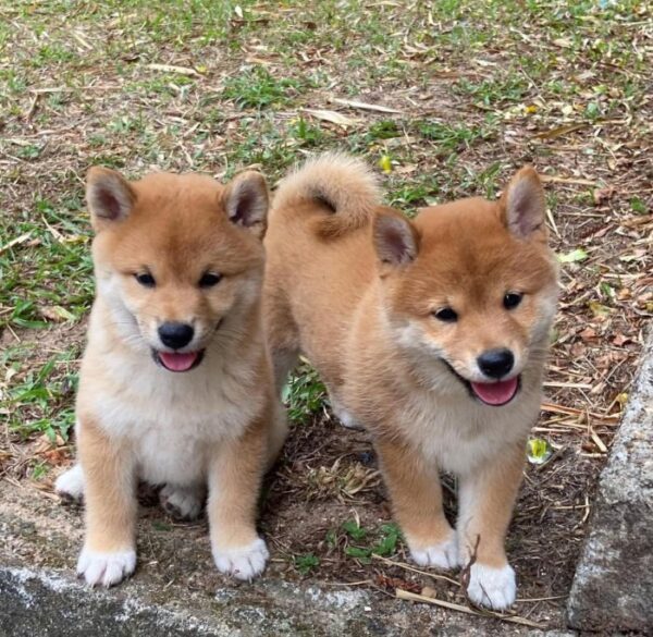 Štěně shiba inu
